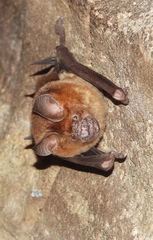 Hipposideros