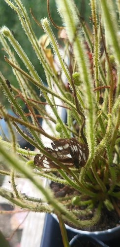 Pallas' Sailer