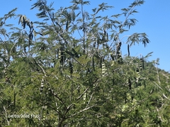Piptadenia gonoacantha