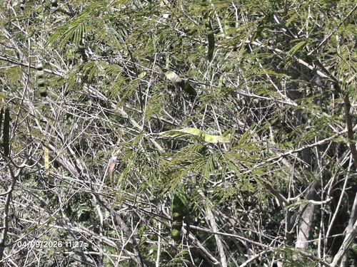 Piptadenia gonoacantha, photograph 1