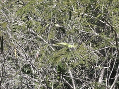 Piptadenia gonoacantha, photograph (c) Giovanna Roque de Castro, some rights reserved (CC BY-SA)