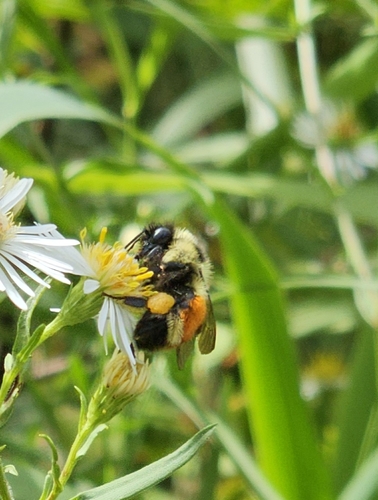 Tricolored Bumble Bee