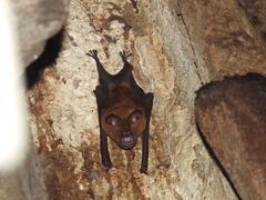 Hipposideros