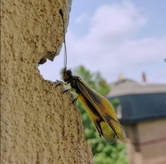 Libelloides longicornis