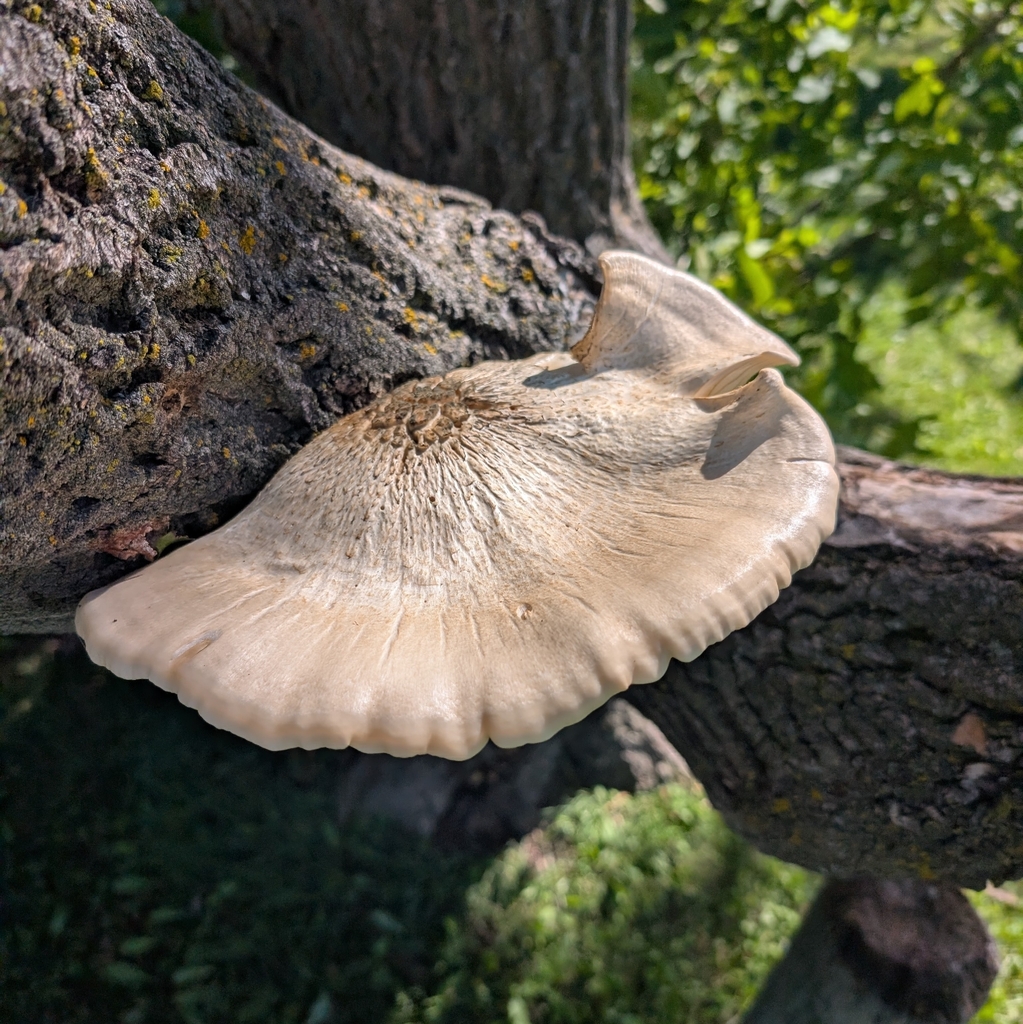 Elm Mushroom · September 2026 · photo: Photo: (c) Jon, some rights reserved (CC BY) · iNaturalist