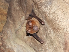 Hipposideros