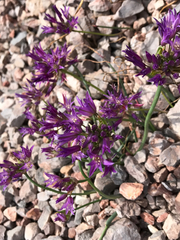 Allium fimbriatum