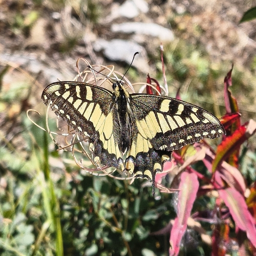 Old World Swallowtail