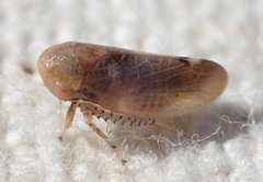 Reticopsis