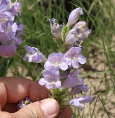 Penstemon jamesii
