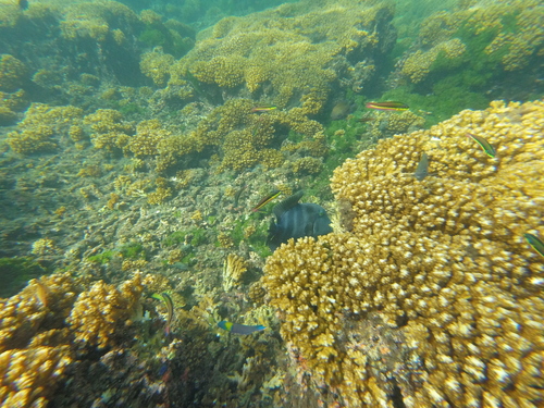 Photo of Stone triggerfish (Pseudobalistes naufragium)