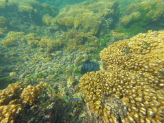 Pseudobalistes naufragium