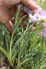 Penstemon jamesii