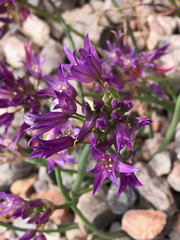 Allium fimbriatum