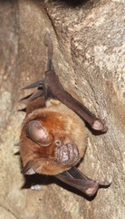 Hipposideros
