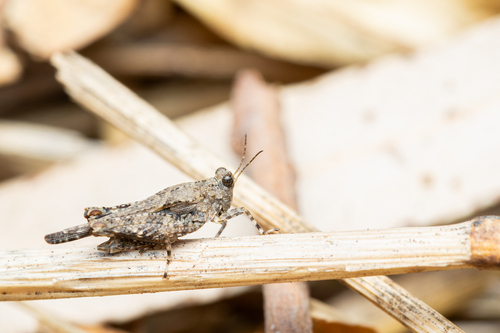 Mediterranean Groundhopper