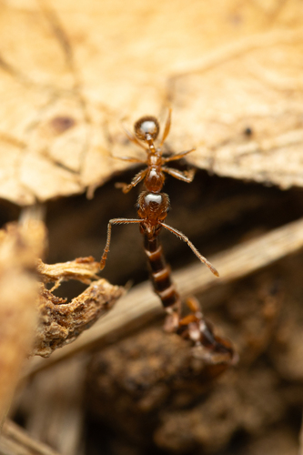 Pallid Big-headed Ant