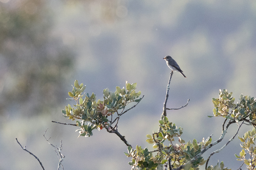 Spotted Flycatcher