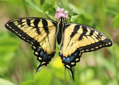 Papilio canadensis