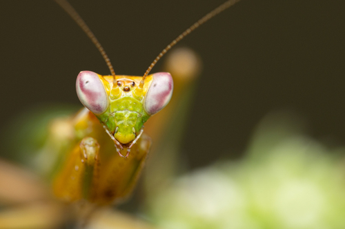 European Dwarf Mantis