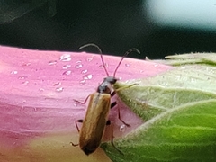 Rhagonycha nigriventris