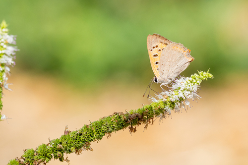 Small Copper