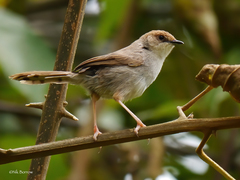 Cisticola hunteri