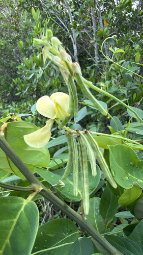 Vigna luteola, photograph 4