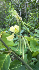 Vigna luteola, photograph author not stated, no rights reserved