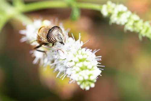 Stripe-eyed Lagoon Fly
