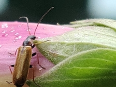 Rhagonycha nigriventris