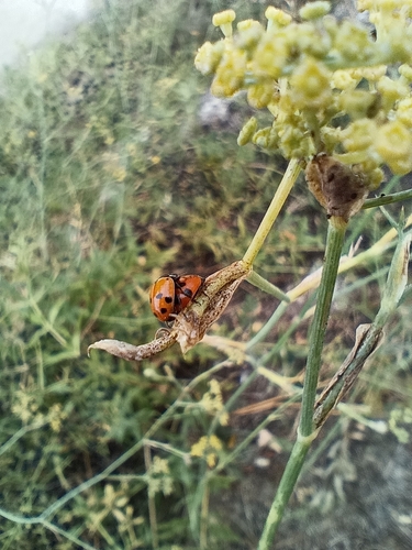Variegated Lady Beetle