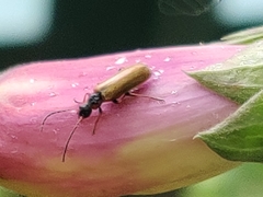 Rhagonycha nigriventris