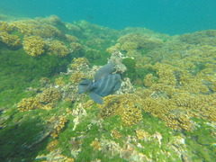 Pseudobalistes naufragium