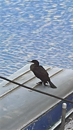 Double-crested Cormorant