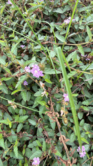 Melochia spicata