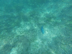 Pseudobalistes naufragium