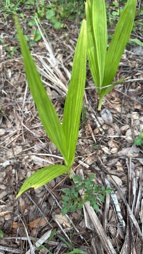 Eulophia alta