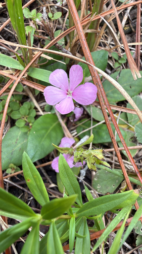 Stenandrium dulce, photograph 4
