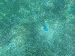 Pseudobalistes naufragium