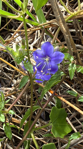Hydrolea corymbosa