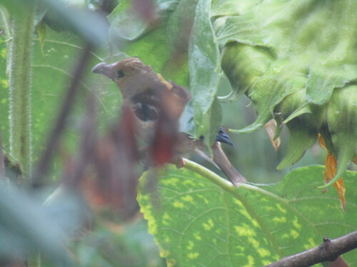 Hawfinch