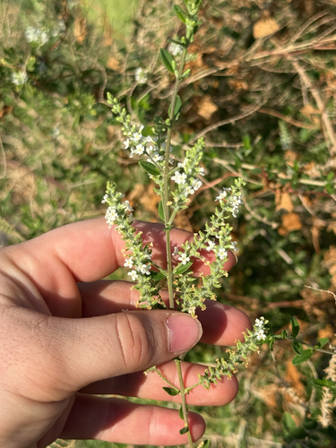 Whitebrush