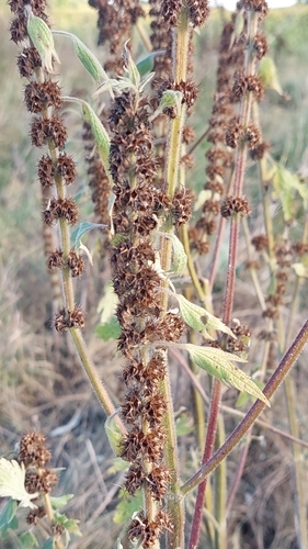 five-bladed motherwort