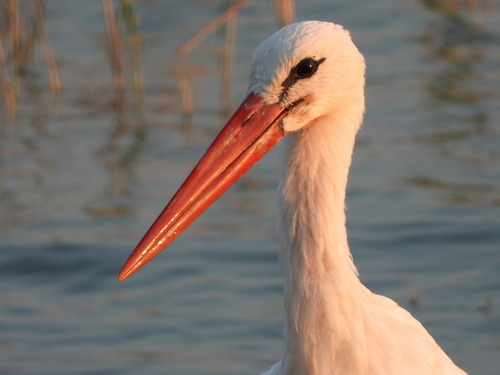 iNaturalist image