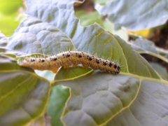 Pieris brassicae