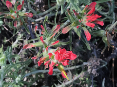 Castilleja affinis
