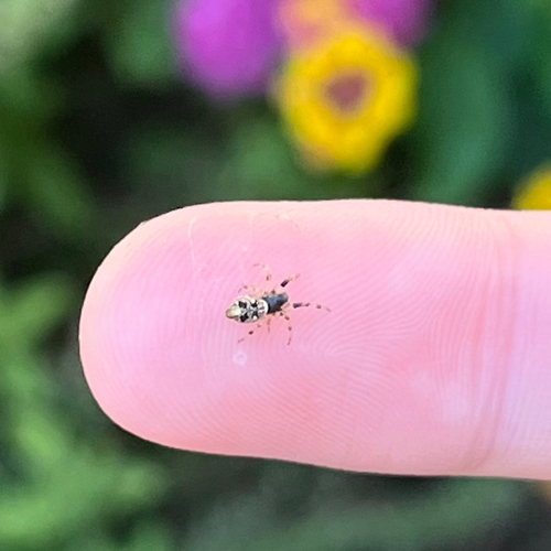 Humped Trashline Orbweaver