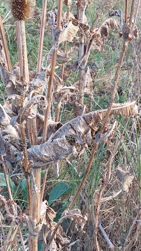 cutleaf teasel