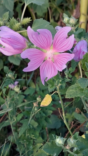 Eastern Tree-mallow
